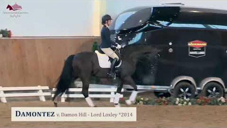 Damontez v. Damon Hill - Lord Loxley