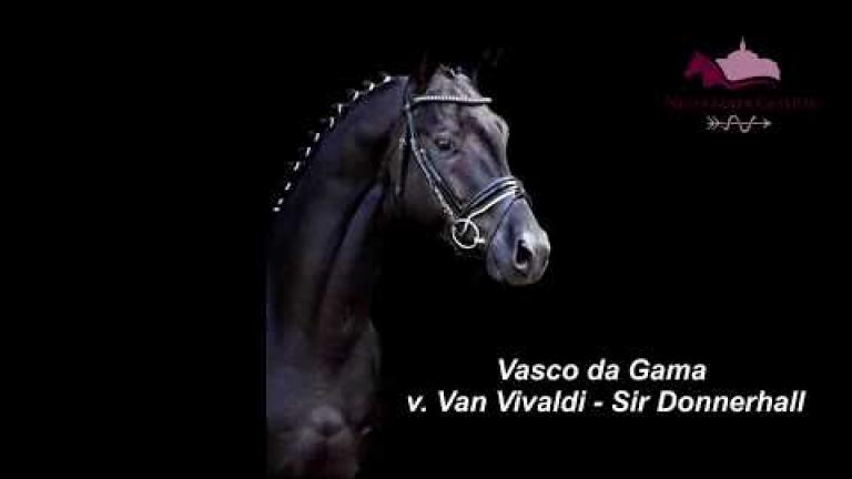 Vasco da Gama DSP Hengst, Van Vivaldi - Sir Donnerhall