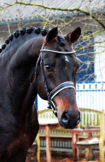 Kopfstudie eines dunkelbraunen Pferdes